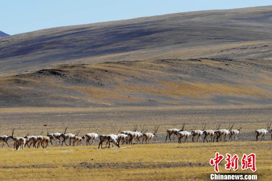 西藏阿里地区现藏羚羊迁徙“大军”