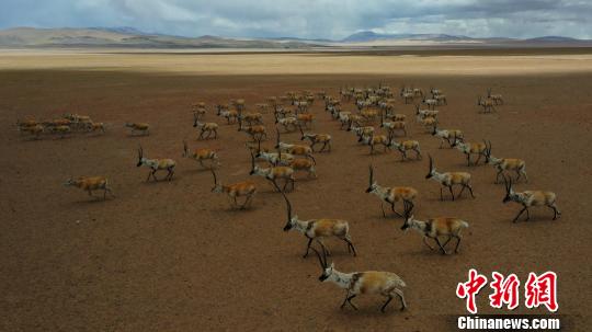 此次途径改则县古姆乡附近的藏羚羊群规模约3000头左右，分公羊群和母羊群。　索朗仁青 摄