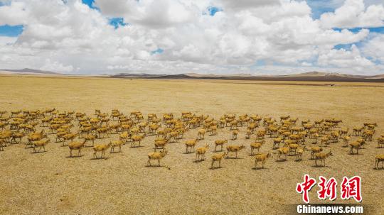 5月20日，藏羚羊群途径改则县古姆乡附近。　曹枝清 摄