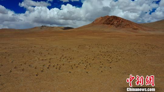 藏羚羊群“大军”行走在广袤的草原。　索朗仁青 摄