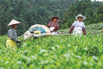 采茶机器视频 d33911f3-2fa8-422f-8e18-c5067134c793.jpg