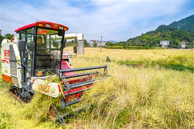 油菜收割忙