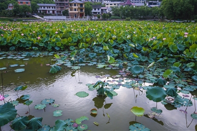 “荷鱼共养”风景如画