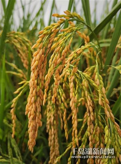 稻田直播助农增收