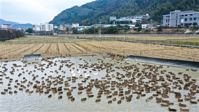 稻田里来了“打工鸭”