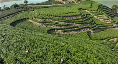 上春山 采春茶