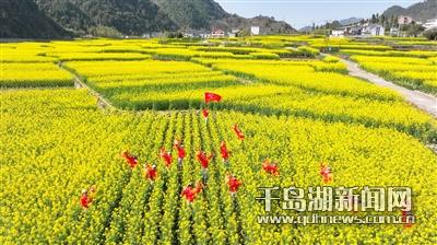 满目金黄 香溢沃野