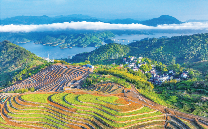 高山梯田 春光正好