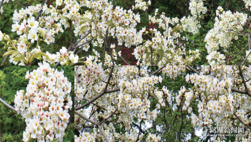 桐子花开春意浓