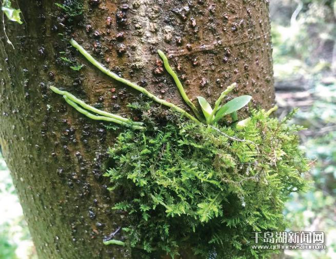 国家珍稀濒危植物在我县移植成功