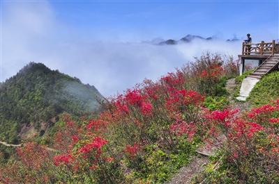 杜鹃花开引客来