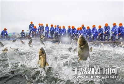 群鱼狂欢