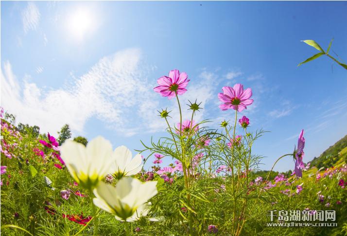 1718588782875.jpg 1718588782875.jpg