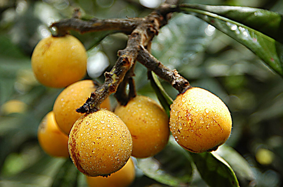 塘栖枇杷节正当时 教你如何挑选采摘正宗枇杷