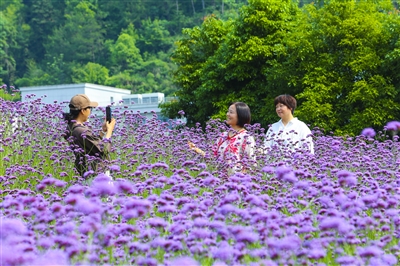 花漾威坪入画来