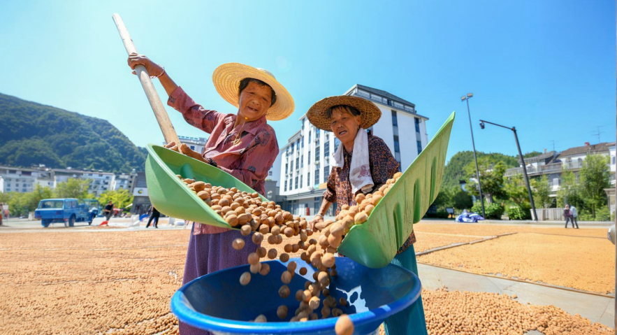 山核桃喜获丰收