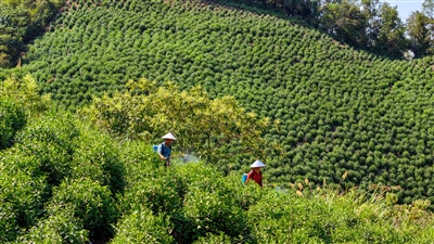 茶园管护待春芳