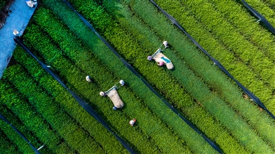 机械化采收夏秋茶