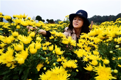 高山金丝皇菊进入采摘季