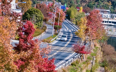 一路枫火映淳杨