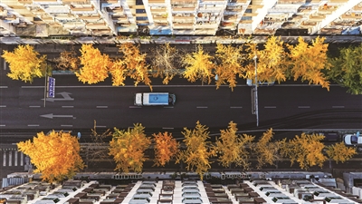 金黄灿烂银杏树叶