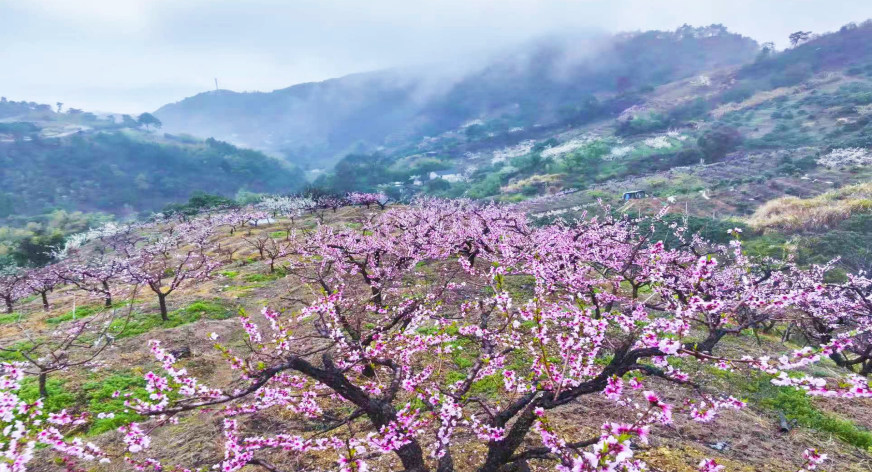 雨润桃花景如画