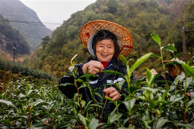 鸠坑“早”叩开共富门 一片金叶子长出亿元产业