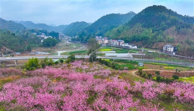 桃花园里望丰收