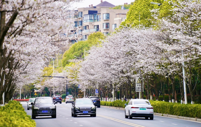 “樱花大道”春意浓