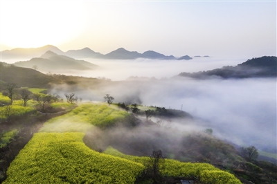 黄花漫野 雾锁青山