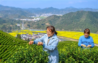 茶园变“游园”