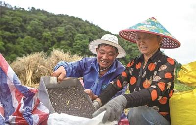 油菜籽抢收忙