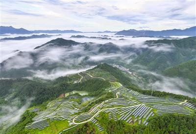 晨雾绕山村 光伏添动能