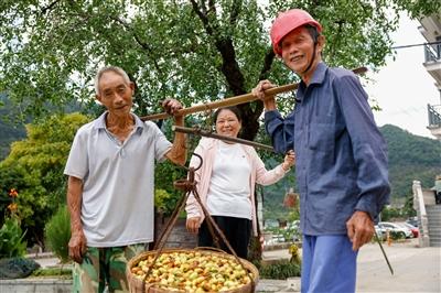 金秋枣香漫古林